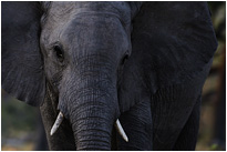 Du stehst in meinem Weg! | Moremi NP., Botswana