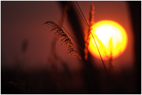 So etwas gibt es nur in Afrika :-) | Moremi NP., Botswana