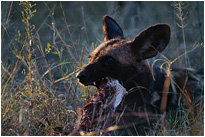 Wildhunde beim Frühstück | Moremi NP., Botswana