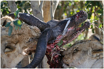 Hier wird aber wirklich alles verwertet | Chobe NP., Botswana