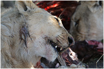 Lecker, lecker... | Chobe NP., Botswana