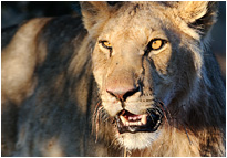 Alter hau ab - ich habe auch Hunger | Chobe NP., Botswana