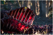 Die Reste eines Kudus | Chobe NP., Botswana