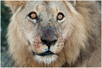 Schau mir in die Augen | Chobe NP., Botswana