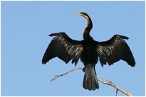 ...ich auch :-) | Chobe NP., Botswana