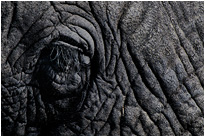 Kann mir irgend jemand mal die Augenwipmern schneiden - ich sehe fast nichts mehr | Chobe NP., Botswana