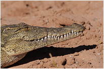 Da girns ich mir doch mal einen | Chobe NP., Botswana