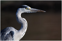 Seh ich gut aus... | Chobe NP., Botswana