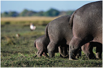 Blick von hinten | Chobe NP., Botswana