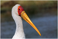 ...da kann ich locker mithalten | Chobe NP., Botswana