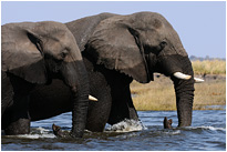 Flußdurchquerung | Chobe NP., Botswana