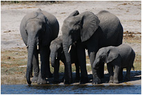 Mama, man war ich durstig! | Chobe NP., Botswana