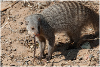 Lecker Regenwurm... | Chobe NP., Botswana