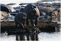 Lockeres Geplauder von Nilpferden | Chobe NP., Botswana