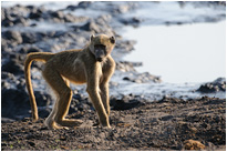 Was war denn da...? | Chobe NP., Botswana