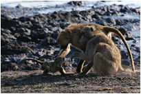 Ich sag dir mein lieber - mach das nie wieder!!!! | Chobe NP., Botswana