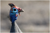Portrait eines Perlhuhns | Chobe NP., Botswana
