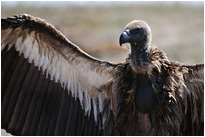 Kapgeier | Chobe NP., Botswana