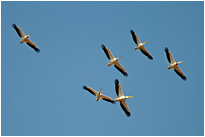 Ruhig kreisen die Pelikane im leichten Aufwind | Chobe NP., Botswana