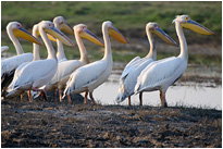Pelikane genießen den ruhigen Abend  | Chobe NP., Botswana