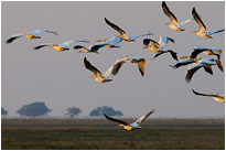 Immer der Sonne entgegen | Chobe NP., Botswana
