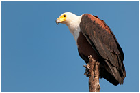 Mit gierigen Augen verfolgt der Schreiseeadler die Geschehnisse am Boden  | Chobe NP., Botswana