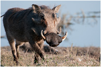 Seh ich gut aus?  | Chobe NP., Botswana
