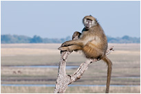 Immer schön den Überblick behalten...  | Chobe NP., Botswana