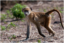 Neugieriges Pavianjunges  | Chobe NP., Botswana
