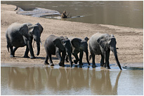 River Crossing - vom gegenüberliegenden Ufer kommen die Elefanten rüber ins Camp - es wird spannend... | Sambia