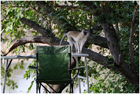 Schon abgedeckt - nichts mehr da... | Sambia