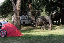 Jetzt haben die Elefanten den Platz erobert - Croc Valley Camp | Sambia