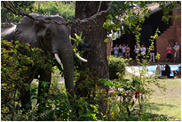 Mmmhhh - die angepflanzten Blumen sind besonders gut! | Sambia