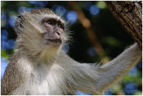 Ist die Luft wieder rein? | Sambia