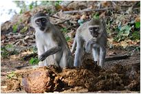 Ein paar Leckereien sind aber doch da geblieben... | Sambia