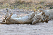 Man ist das wieder langweilig... | Sambia
