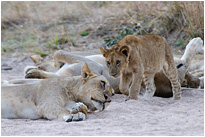 Mama - spielen? | Sambia