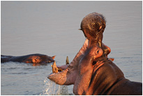 Wenige Zähne, die tödlich sein können - in Afrika werden mehr Menschen von Hippos als von Löwen getötet | Sambia