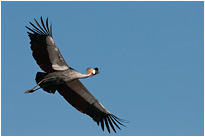 Kronenkranich im Nsefu Sektor des South Luangwa NP. | Sambia