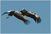 Landeanflug von Kronenkranichen im Nsefu Sektor des South Luangwa NP. | Sambia