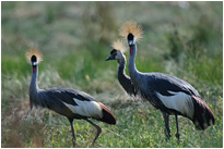 Kronenkraniche auf Futtersuche im Nsefu Sektor | Sambia