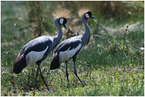 Kronenkraniche auf Futtersuche im Nsefu Sektor | Sambia