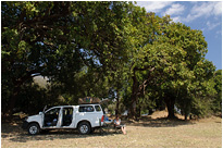 Pause unter schattenspendenden Bäumen im Nsefu Sektor des South Luangwa NP. | Sambia