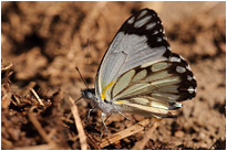 Schmetterling am Wegesrand | Sambia