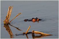 Hippo im Luangwa River | Sambia