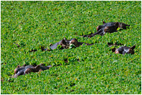 Aus einem grünen Pflanzenmmer tauchen plötzich die Hippos auf - baden nein danke ;-) | Sambia