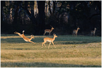 Impala bei den ersten Sonnenstrahlen des Tages | Sambia