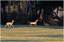 Impalas im South Luangwa National Park | Sambia