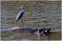 Felsen, Badeinsel - was auch immer zum Ausschauhalten ist dieser Platz perfekt | Sambia