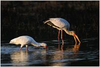 Immer auf der Suche nach Fressen - Afrikanischer Löffler und ein Nimmersatt | Sambia